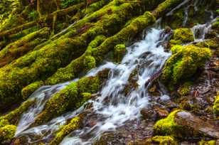 Proxy Falls-0210.jpg Proxy Falls-0210.jpg